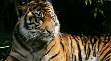 Imagem ilustrativa de Tigre - Getty Images