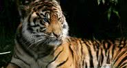 Imagem ilustrativa de Tigre - Getty Images