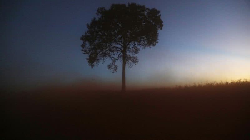 Uma única árvore em meio a uma floresta desmatada - Getty Images