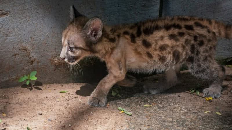 Nala, a onça-parda resgatada - Divulgação / G1