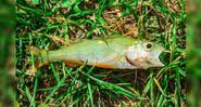 Um dos peixes encontrados após ' chuva' ocorrida no Texas - Divulgação / Facebook