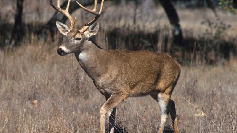 Veado-de-cauda-branca macho - Wikimedia Commons / Scott Bauer