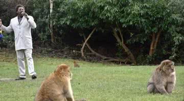 O artista Dave Largie ao lado dos animais - Divulgação / Trentham Monkey Forest