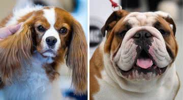 Cavalier King Charles Spaniel (à esquerda) e buldogue inglês (à direita) - Getty Images