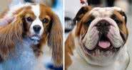 Cavalier King Charles Spaniel (à esquerda) e buldogue inglês (à direita) - Getty Images