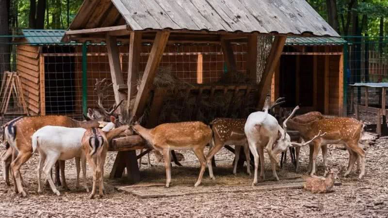 Animais do Feldman Ecopark - Divulgação / Kharkovinfo