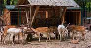 Animais do Feldman Ecopark - Divulgação / Kharkovinfo