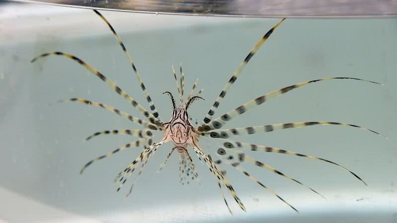 Na imagem, um peixe-leão - Getty Images