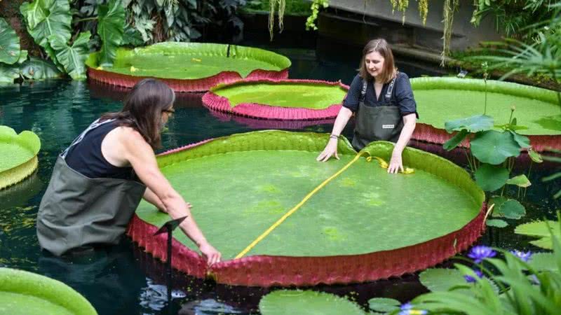 Victoria boliviana, a nova espécie descoberta - Divulgação / Kel Royal Botanic Gardens