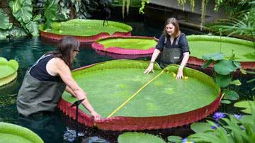 Victoria boliviana, a nova espécie descoberta - Divulgação / Kel Royal Botanic Gardens