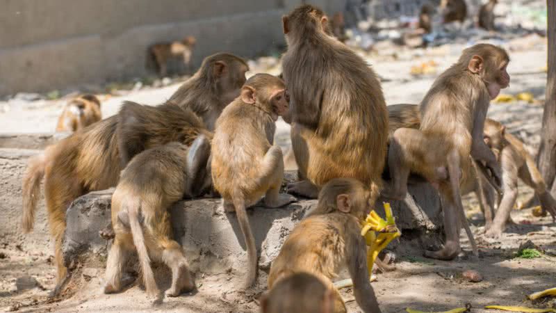 Grupo de macacos na região de Nova Delhi, na índia - Getty Images