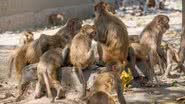 Grupo de macacos na região de Nova Delhi, na índia - Getty Images