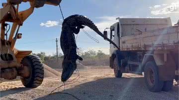 Jacaré gigante foi retirado com pá carregadeira - Divulgação / G1