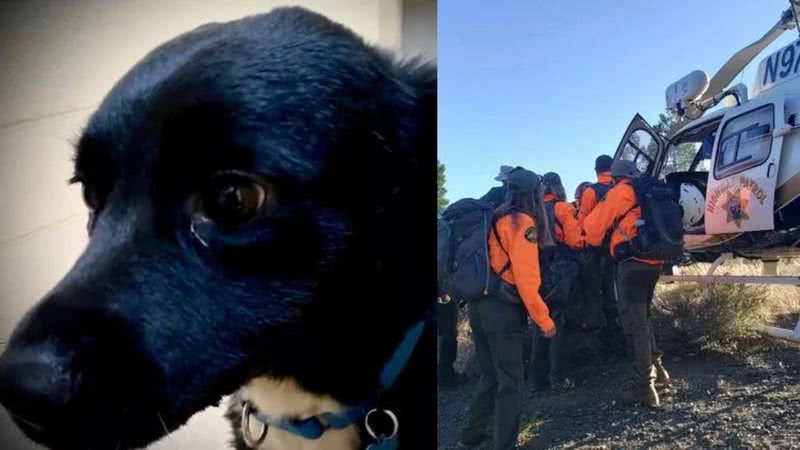 O cãozinho Saul ajudou as equipes de resgate a encontrarem seu dono - Divulgação / Facebook / Nevada County Sheriff's Search & Rescue