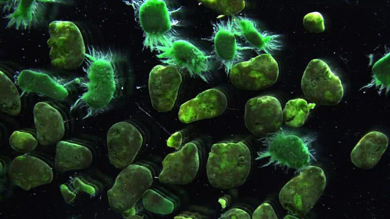 O parasita Naegleria fowleri - Wikimedia Commons / INRA-LBE