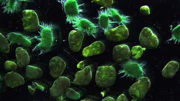 O parasita Naegleria fowleri - Wikimedia Commons / INRA-LBE