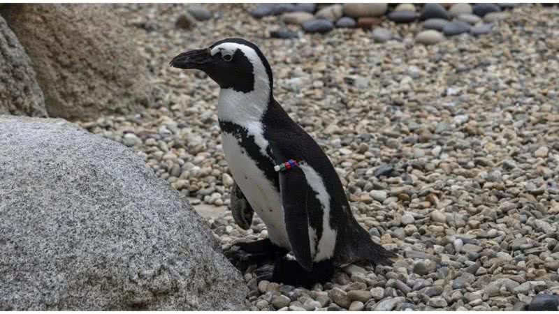 O pinguim Lucas - Divulgação / Zoológico de San Diego