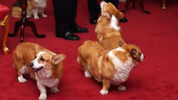 Corgis da rainha Elizabeth II - Getty Images