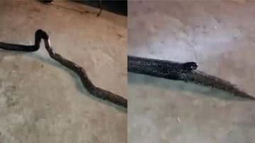 Cobra engoliu outra em ato de canibalismo - Divulgação / Twitter