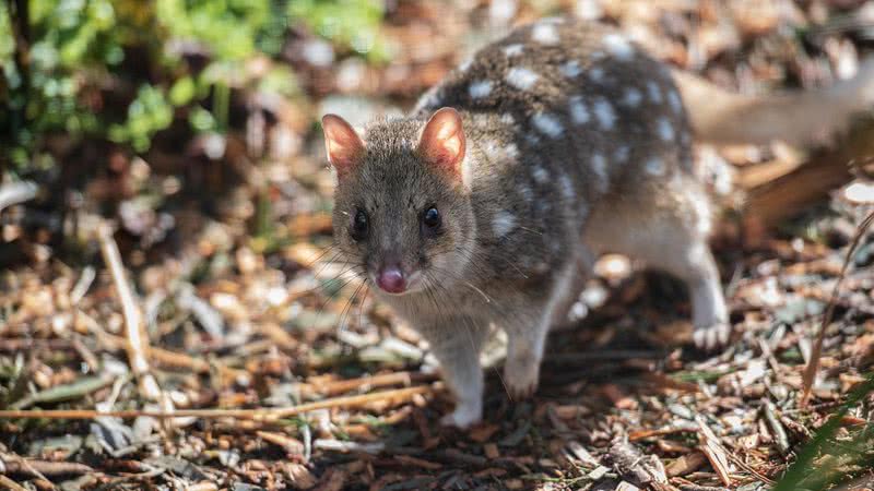 Quoll-setentrional - Imagem de Penny por Pixabay