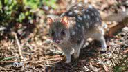 Quoll-setentrional - Imagem de Penny por Pixabay