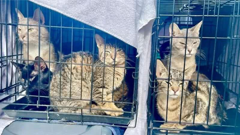 Gatos resgatados da residência do casal - Divulgação / Facebook / SPCA