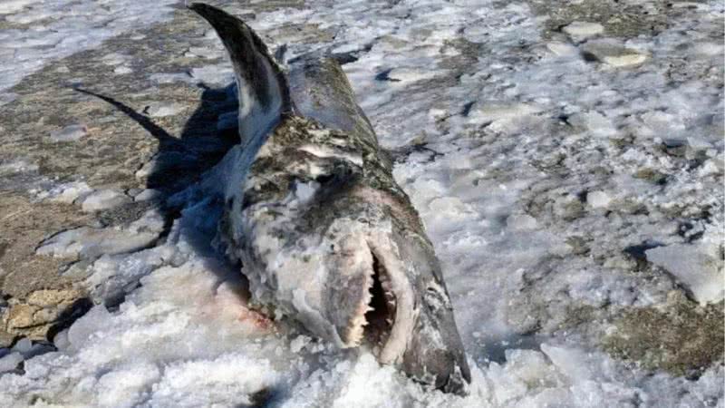 Tubarão encontrado em praia dos EUA - Divulgação / Instagram