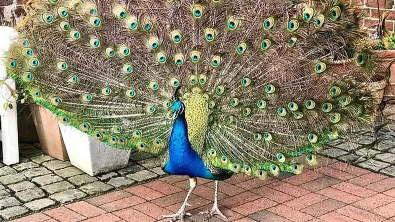 O pavão Toby, que danificou BMW - Divulgação / Facebook