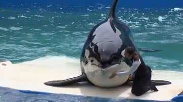 Orca Lolita - Divulgação/vídeo/Reuters