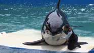 Orca Lolita - Divulgação/vídeo/Reuters