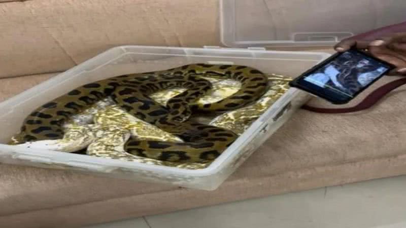 Cobras estavam em recipientes de plástico - Divulgação / Redes sociais