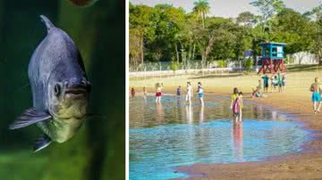 Ataque de piranhas deixou 5 feridos em balneário - Imagem de Henryk Niestrój por Pixabay e Divulgação / vídeo