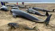 Animais morreram após encalharem na praia - Divulgação / British Divers Marine Life Rescue