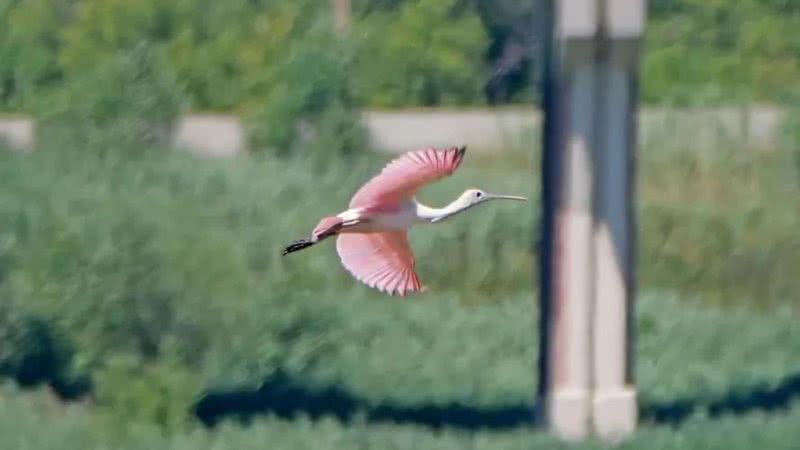 O raro Platalea ajaja, ou colhereiro-rosado, avistado no norte dos EUA - Divulgação/Twitter/@wiscobirder