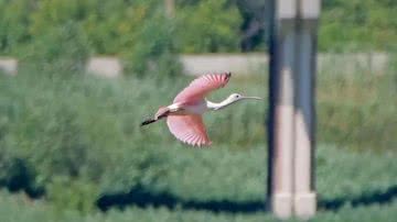 O raro Platalea ajaja, ou colhereiro-rosado, avistado no norte dos EUA - Divulgação/Twitter/@wiscobirder