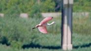 O raro Platalea ajaja, ou colhereiro-rosado, avistado no norte dos EUA - Divulgação/Twitter/@wiscobirder