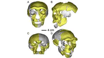 Imagens da reconstrução virtual do Crânio 'HLD 6' - Divulgação / Wu Liu et al / Proceedings of the National Academy of Sciences