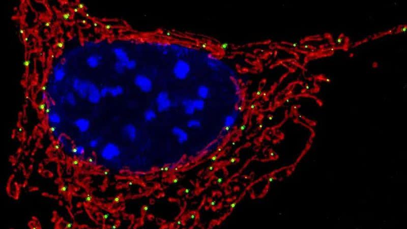 Mitocôndrias (em vermelho) são encontradas na maioria das células - Divulgação / NICHD/U. Manor