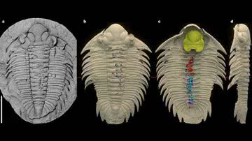 Artrópode Bohemolichas incola - Divulgação/Ahlberg et al