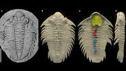 Artrópode Bohemolichas incola - Divulgação/Ahlberg et al