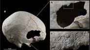 Crânio estudado pelos pesquisadores - Divulgação/Sonia Díaz-Navarro et al