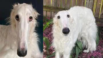 A borzoi Lapsha - Divulgação / Instagram