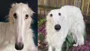 A borzoi Lapsha - Divulgação / Instagram