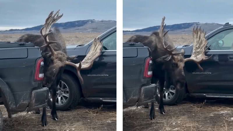 Alce é flagrado lambendo carro - Divulgação/vídeo/Facebook/Outdoors.com