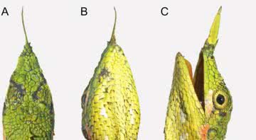 Fotografia do lagarto com chifre no nariz - Divulgação