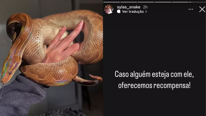 Foto da jiboia desaparecida e post nas redes sociais - Divulgação/ Instagram @sylas_snake