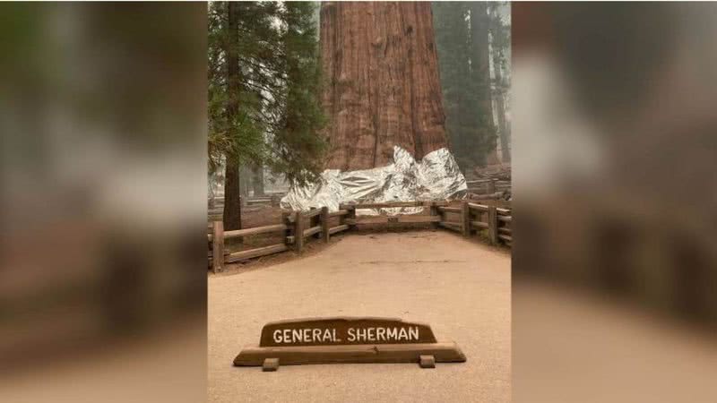 Sequoia gigante coberta com papel alumínio - Divulgação / Sequoia National Park