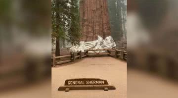 Sequoia gigante coberta com papel alumínio - Divulgação / Sequoia National Park