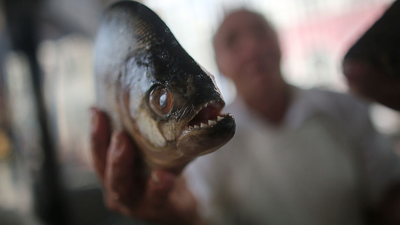 Um homem seguira uma piranha - Getty Images