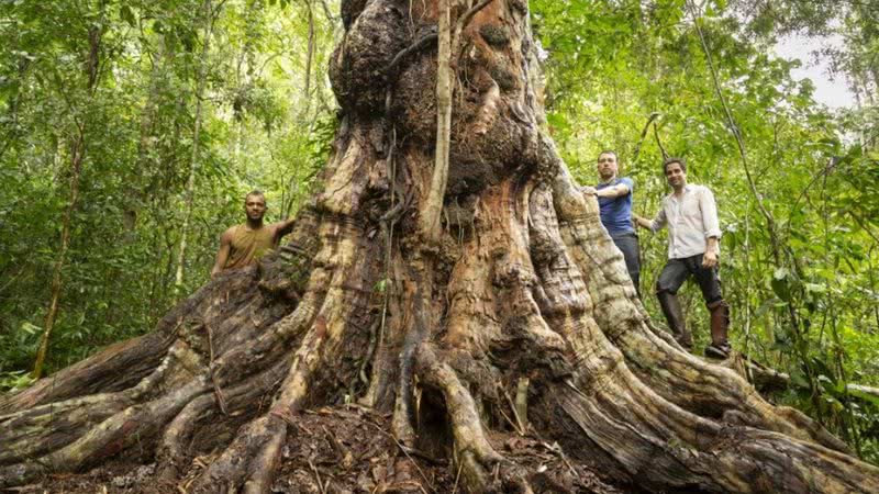 Fotografia da árvore gigante - Divulgação/ Cássio Vasconcelos